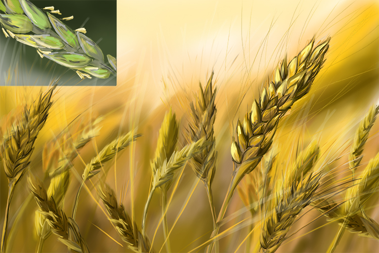 Image of wheat a type of grass that has long stems and parallel veins the hallmarks of a monocot